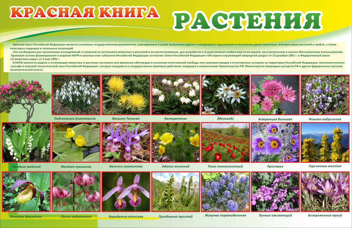 Красная книга Растения